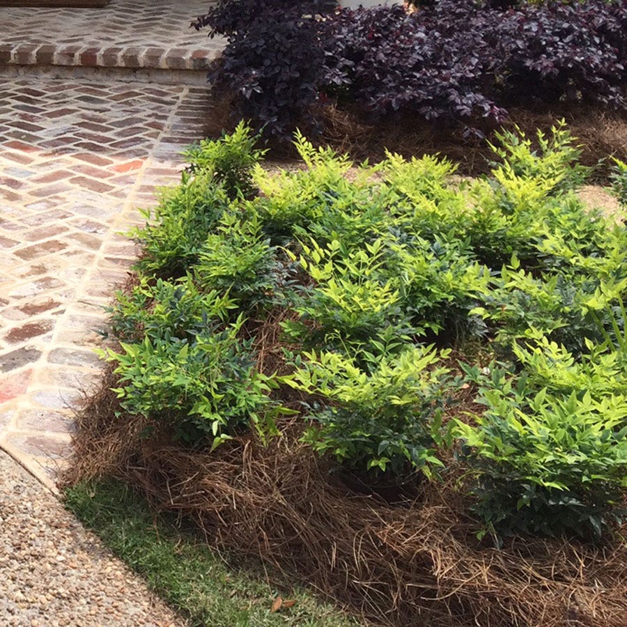 Nandina 'Lemon-Lime'