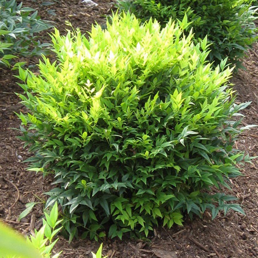 Nandina 'Lemon-Lime'