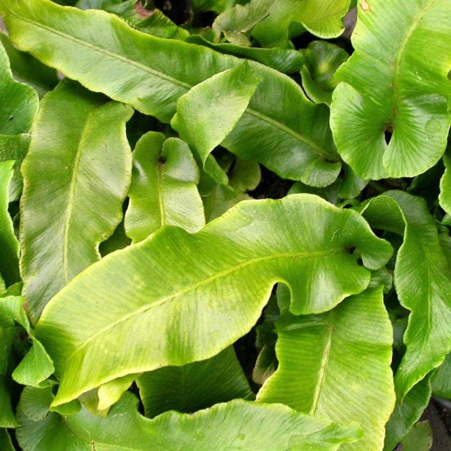 Asplenium 'Harts Tongue'