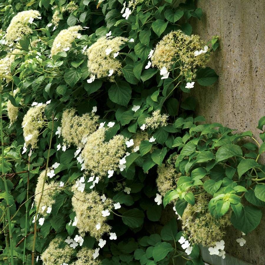 Hydrangea anomala