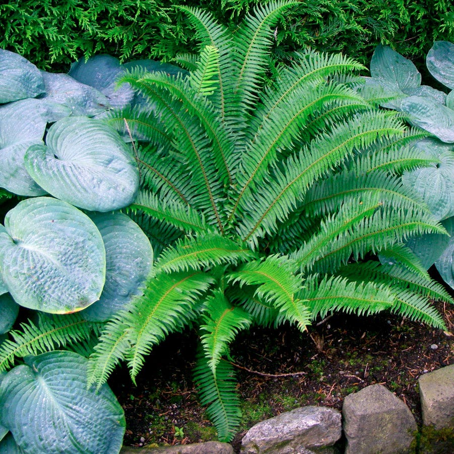 Polystichum Munitum