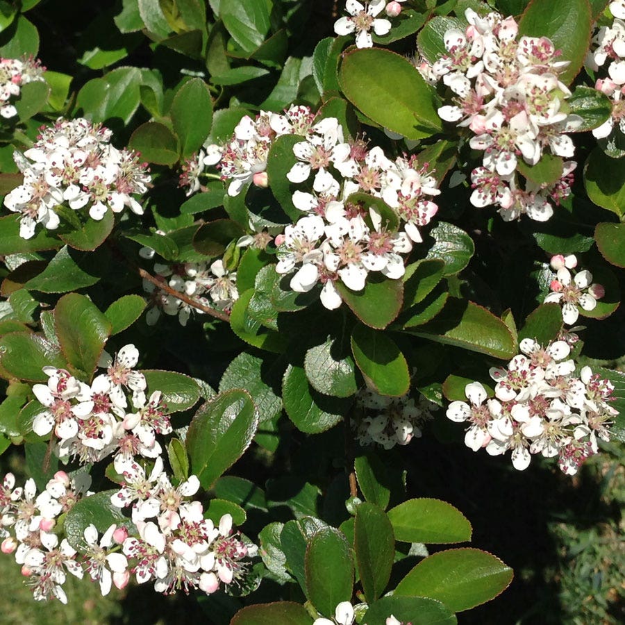 Aronia Low Scape Mound® Chokeberry