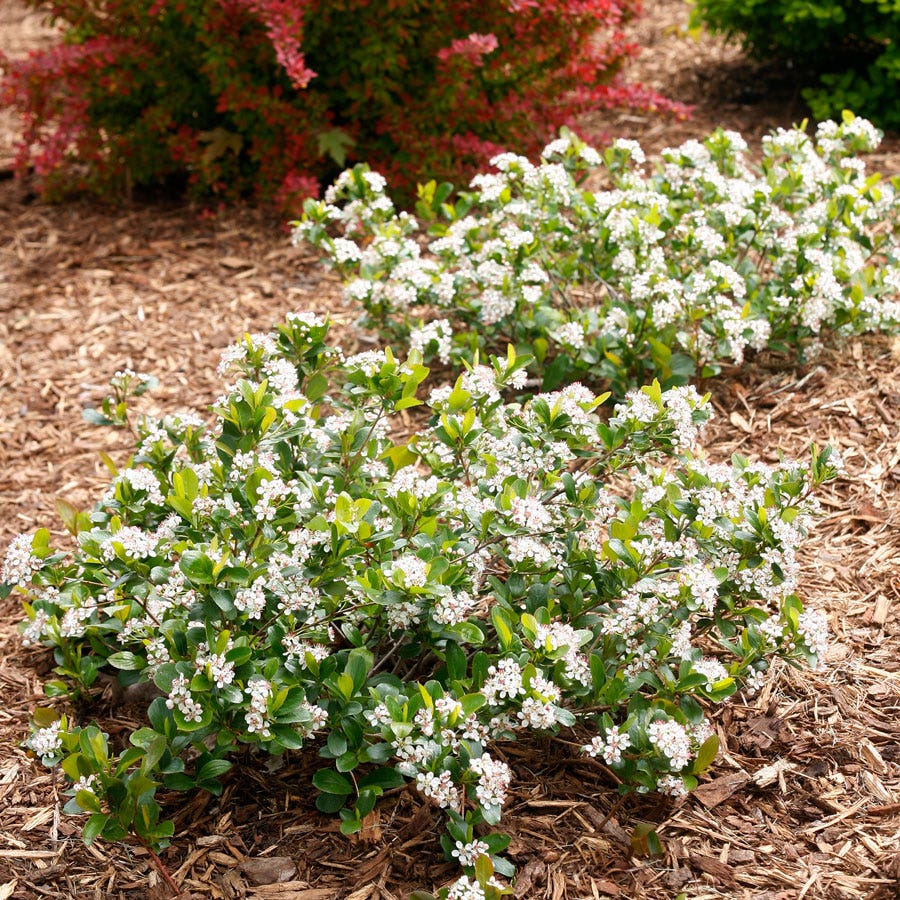 Aronia Low Scape Mound® Chokeberry