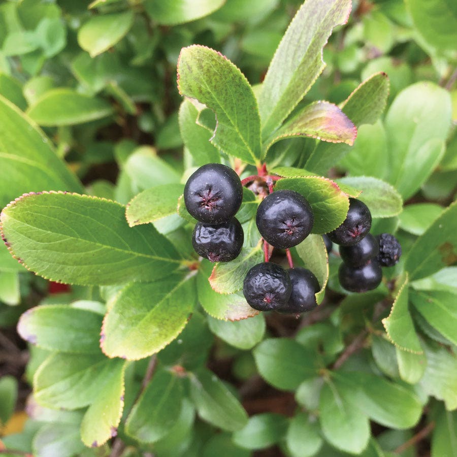 Aronia Low Scape Mound® Chokeberry
