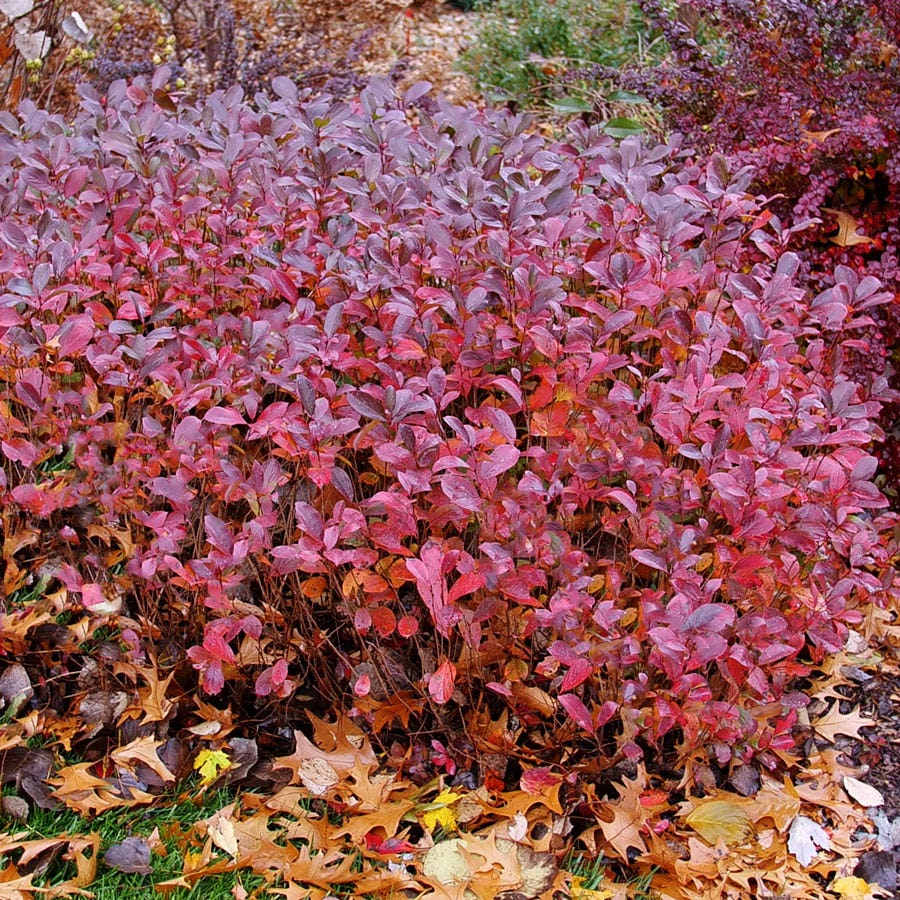 Aronia Low Scape Mound® Chokeberry