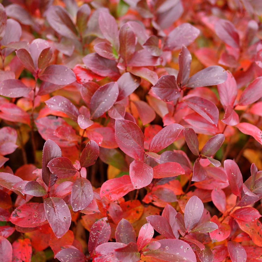 Aronia Low Scape Mound® Chokeberry