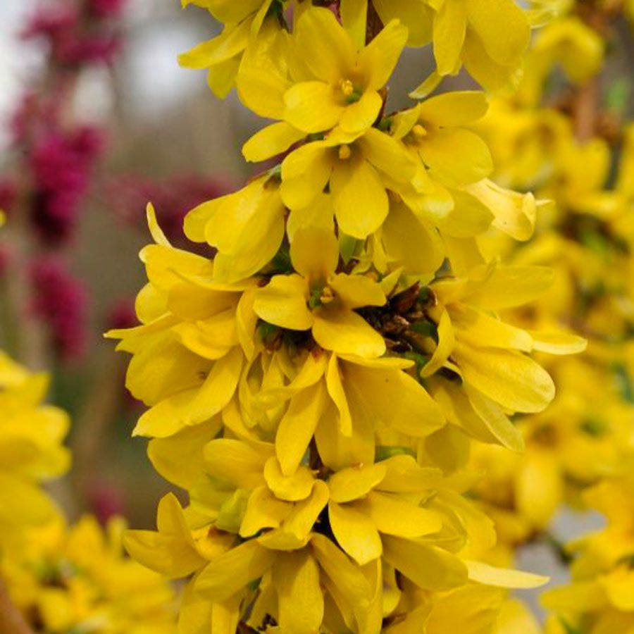 Forsythia Show Off® Starlet