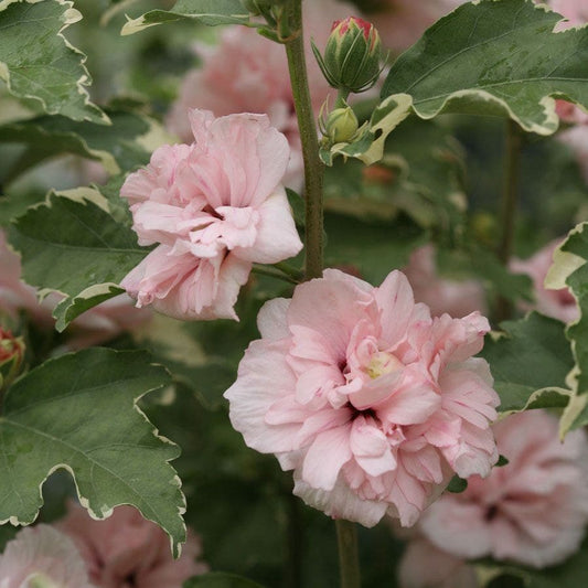 Hibiscus Sugar Tip® Rose of Sharon