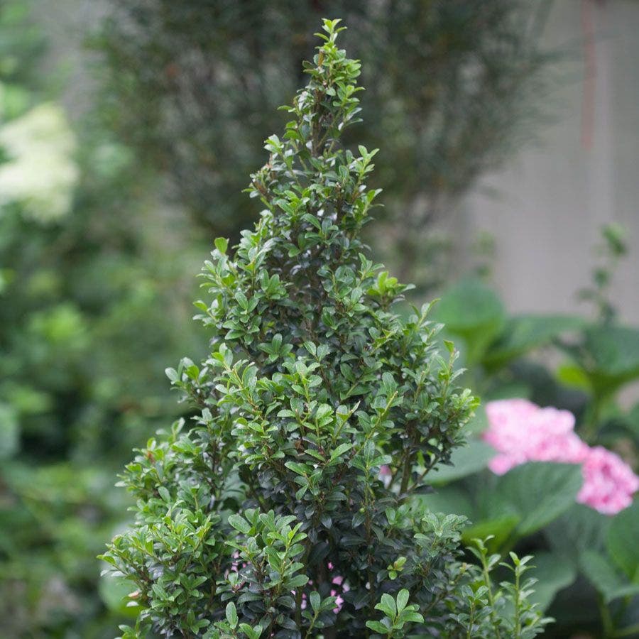 Ilex Sky Box®