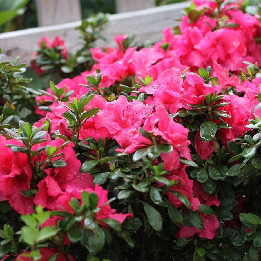 Azalea Bloom-A-Thon® Hot Pink