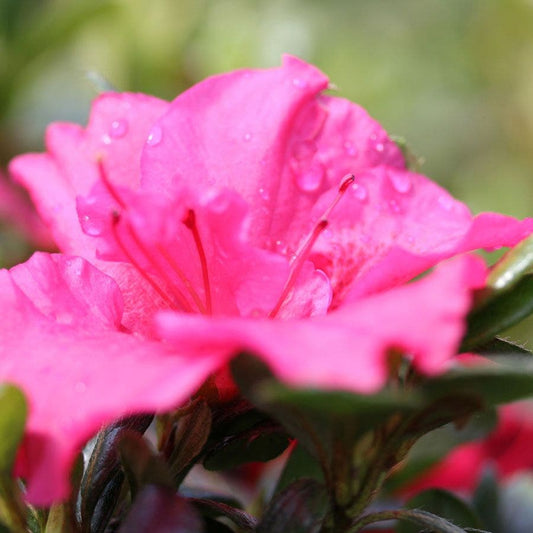 Azalea Bloom-A-Thon® Hot Pink