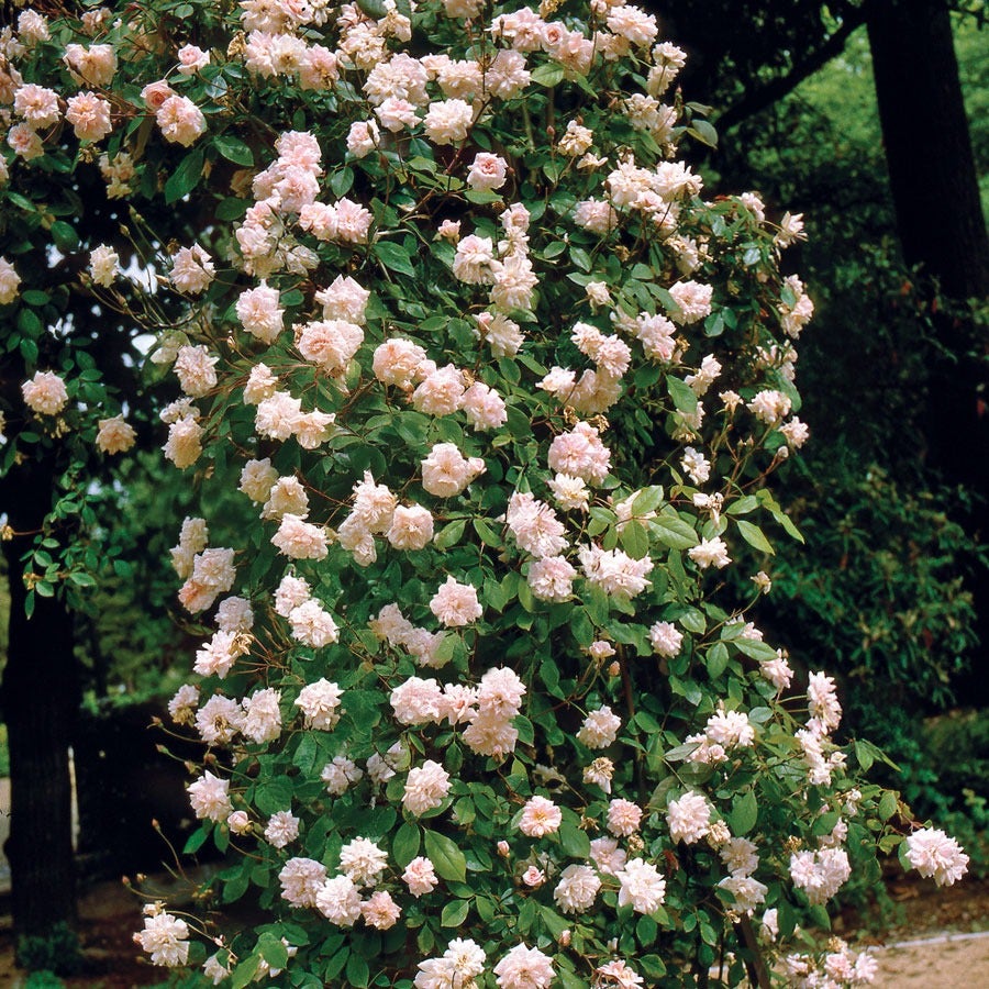 Rosa Cecile Brunner