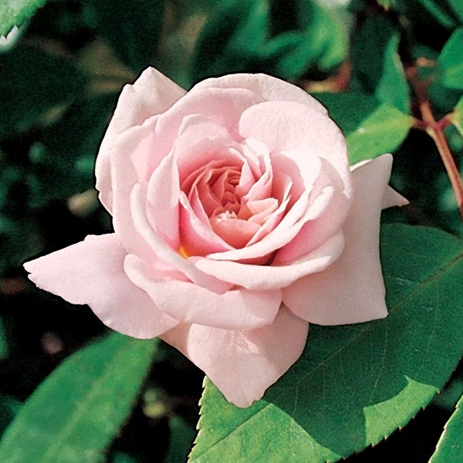 Rosa Cecile Brunner