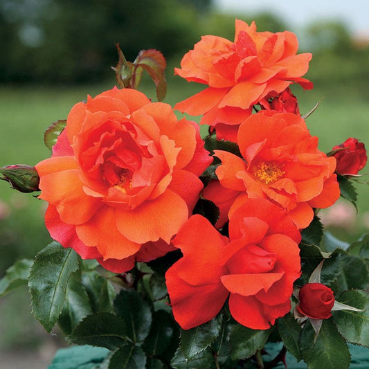 Rosa Sierra Lady™ Sunbelt®