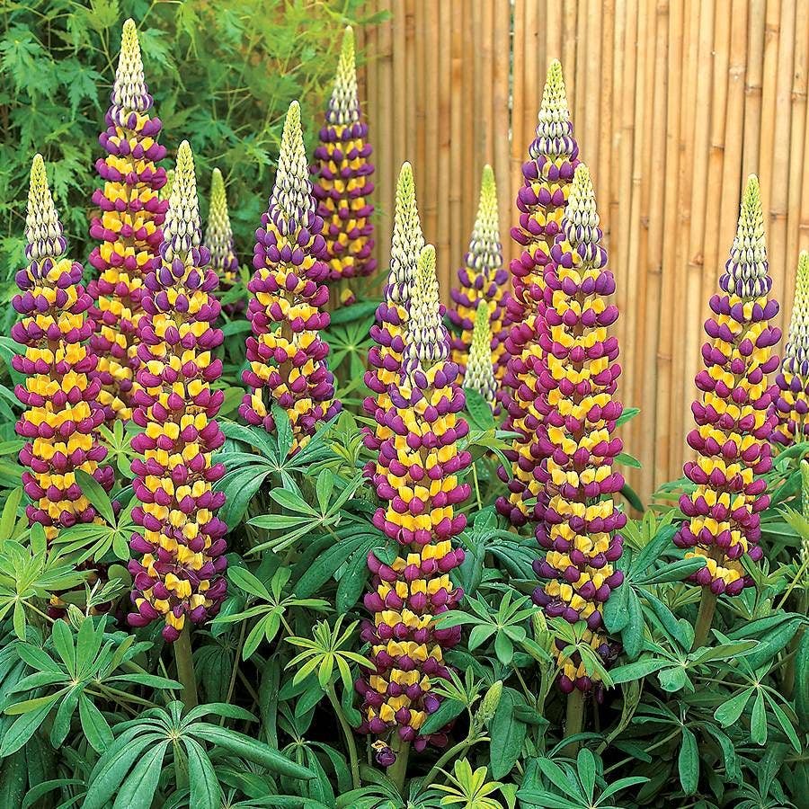 Lupinus Westcountry™ 'Manhattan Lights'