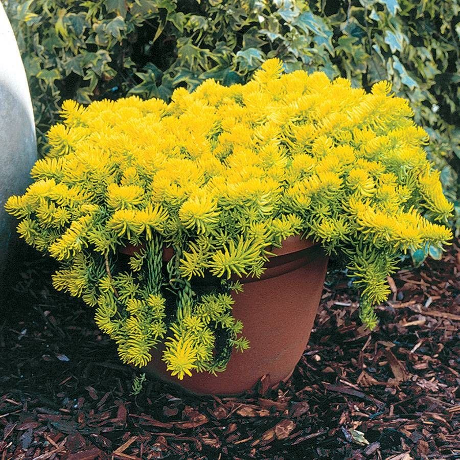 Sedum 'Angelina'
