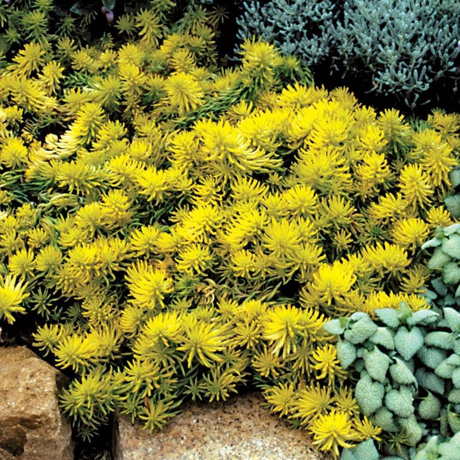 Sedum 'Angelina'
