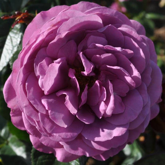 Rosa Plum Perfect™ Sunbelt®