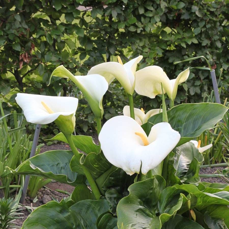 white calla lily pictures Zantedeschia Giant White Calla Bulb | Bulb | White/Silver