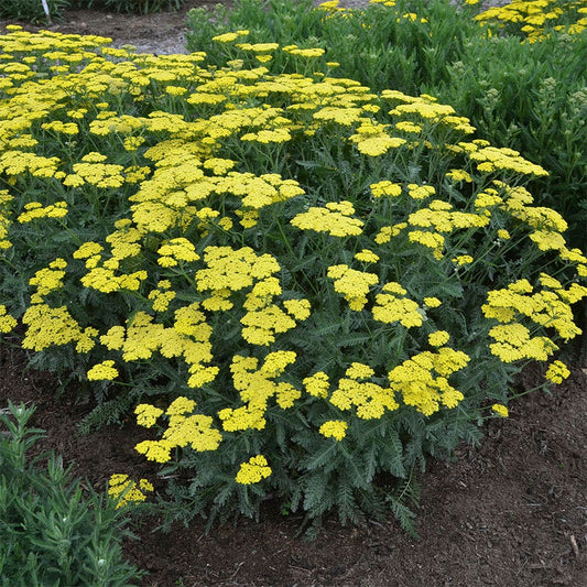 Achillea 'Sassy Summer Lemon'