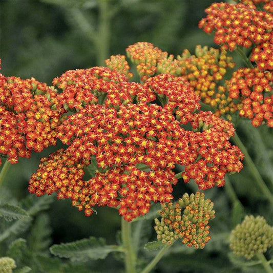 Achillea 'Sassy Summer Sunset'