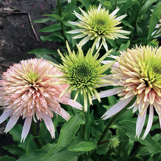 Echinacea Cone-Fections™ Cherry Fluff™