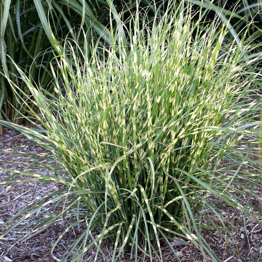 Miscanthus Bandwidth