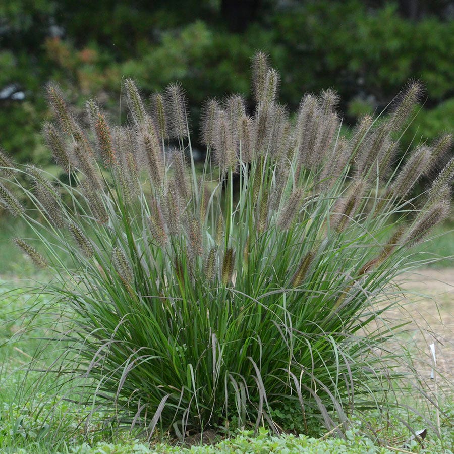 Pennisetum 'Puppy Love'