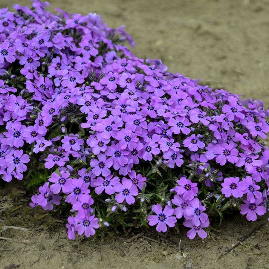 Phlox 'Eye Shadow' Ground Cover
