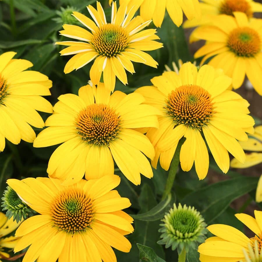Echinacea Sombrero® Lemon Yellow Improved Coneflower