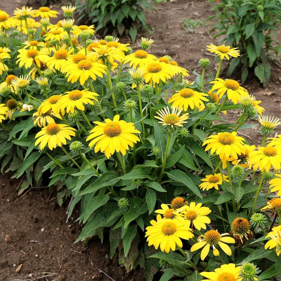 Echinacea Sombrero® Lemon Yellow Improved Coneflower
