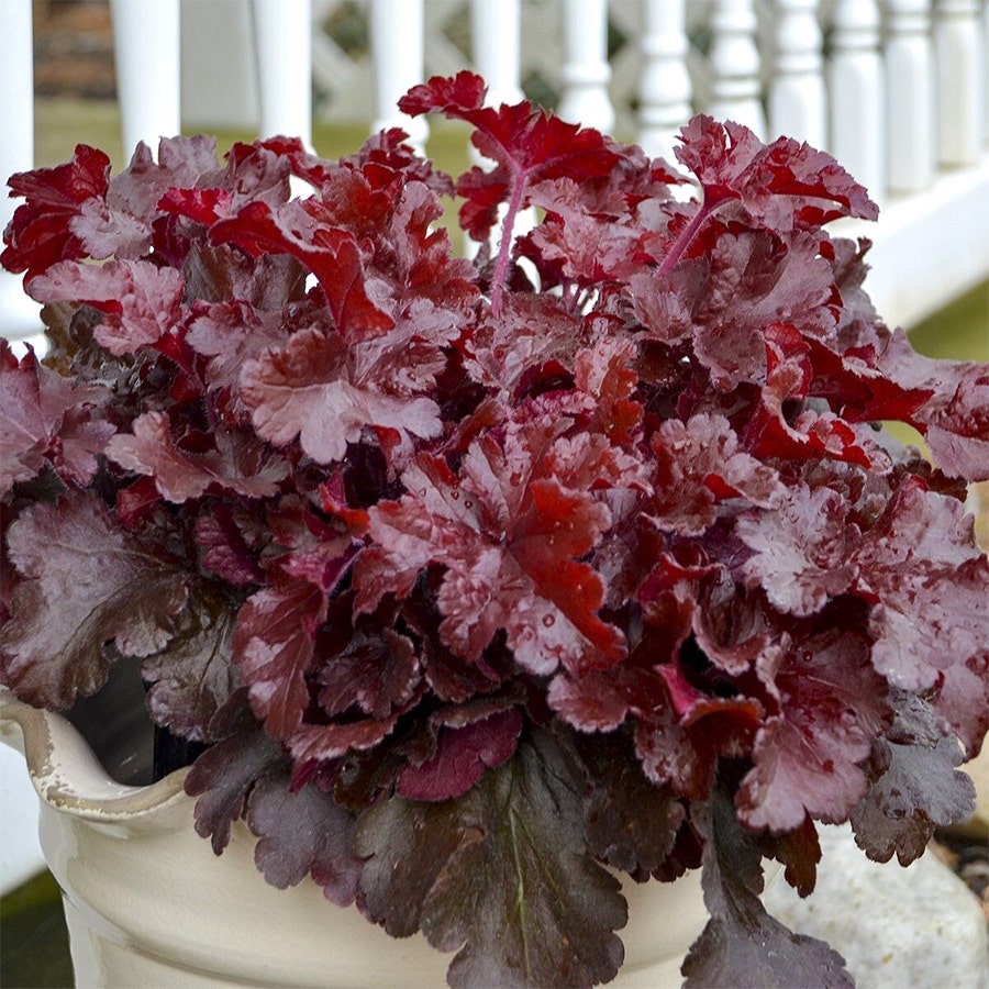 Heuchera Dolce® 'Cherry Truffles'