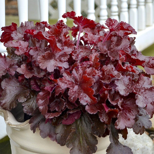 Heuchera Dolce® 'Cherry Truffles'