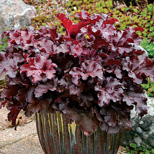 Heuchera Dolce® 'Cherry Truffles'