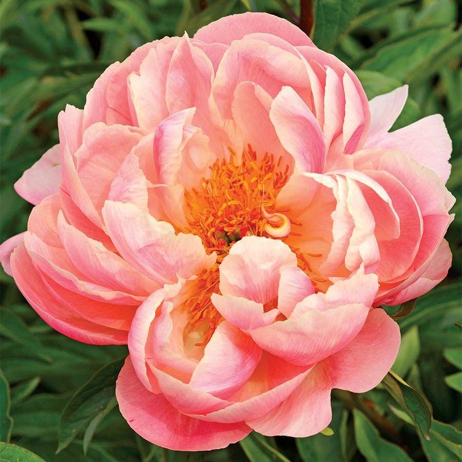 Paeonia 'Pink Hawaiian Coral'