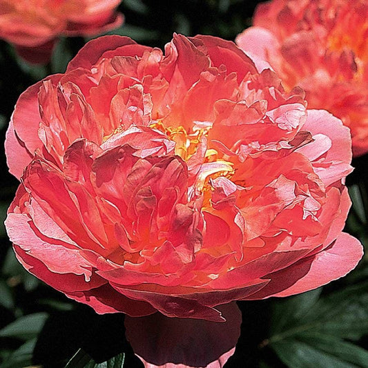 Paeonia 'Pink Hawaiian Coral'
