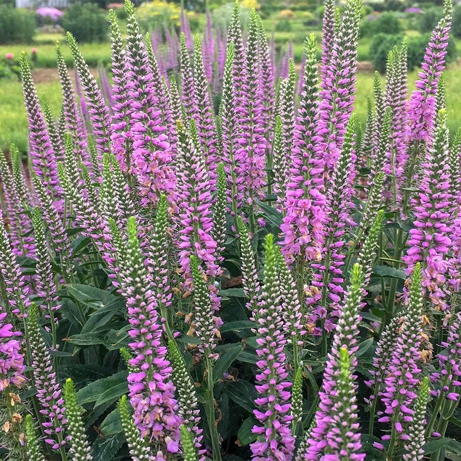 lavender veronica flower Veronica 'Lavender Lightsaber'