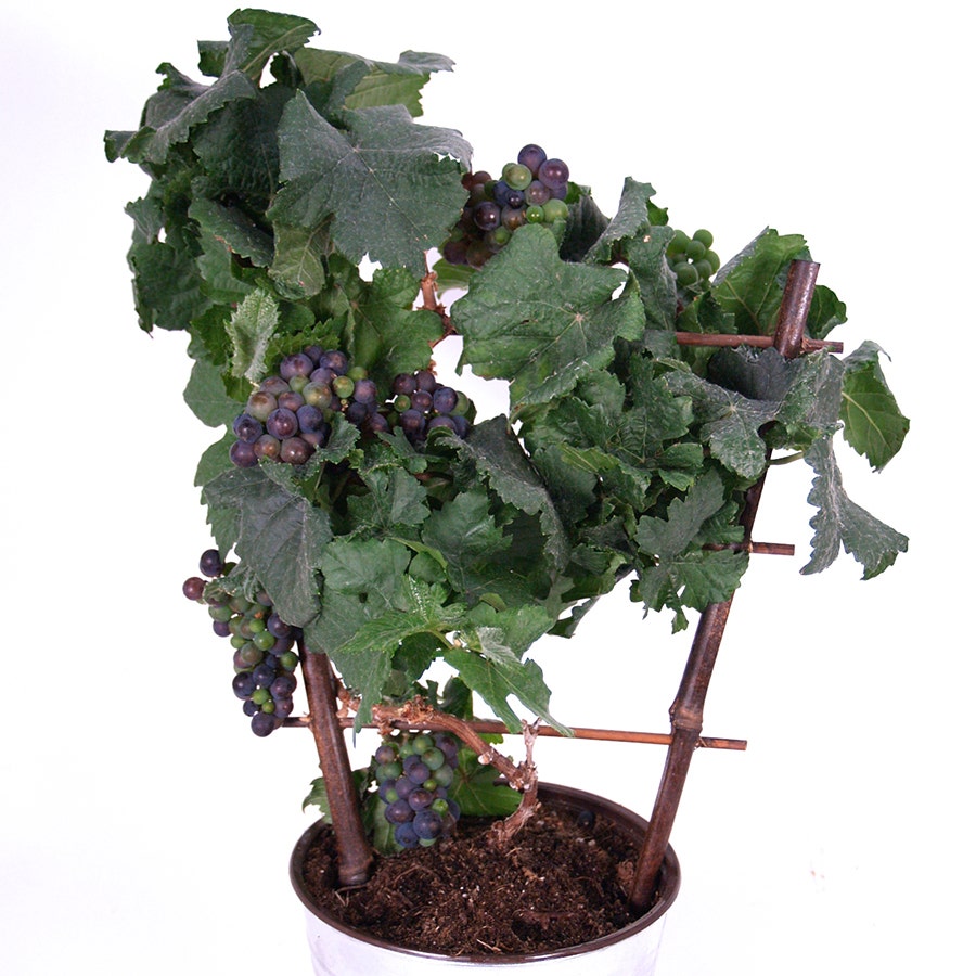 Pixie™ Pinot Meunier Purple Grape