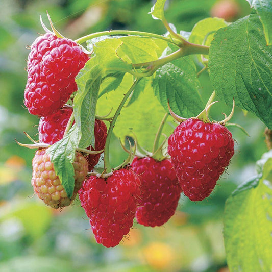 Raspberry 'Caroline'