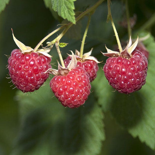 Raspberry 'Glencoe'