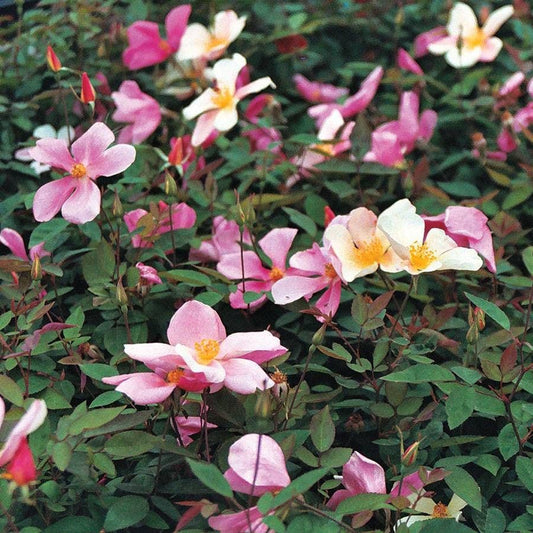 Rosa Mutabilis