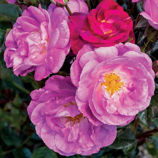 Rosa Ultra Violet Simplicity