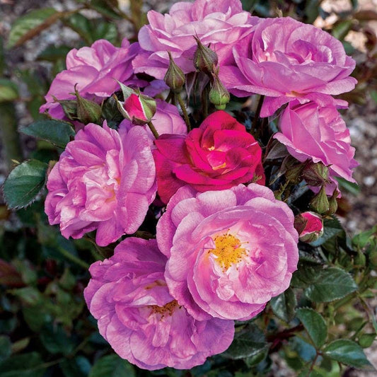 Rosa Ultra Violet Simplicity