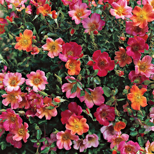 Rosa Happy Chappy 36-Inch Tree Rose