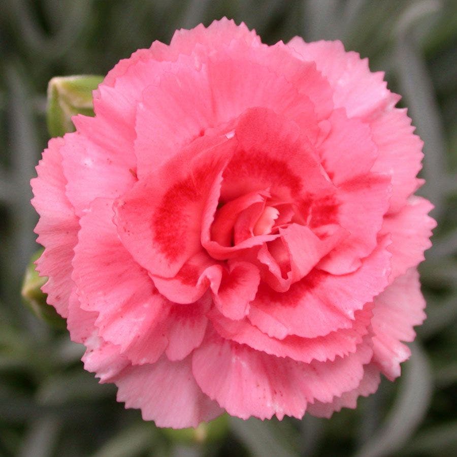 Dianthus SCENT FIRST® Tall Romance - Coral Carnation