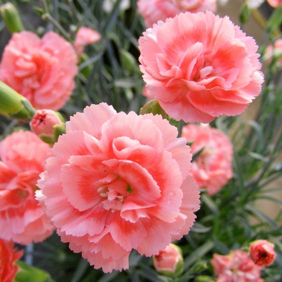 Dianthus SCENT FIRST® Tall Romance - Coral Carnation