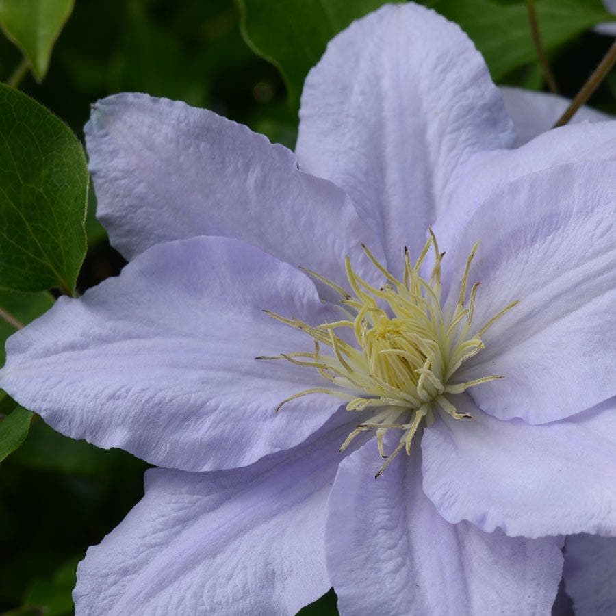 Clematis 'Chelsea'