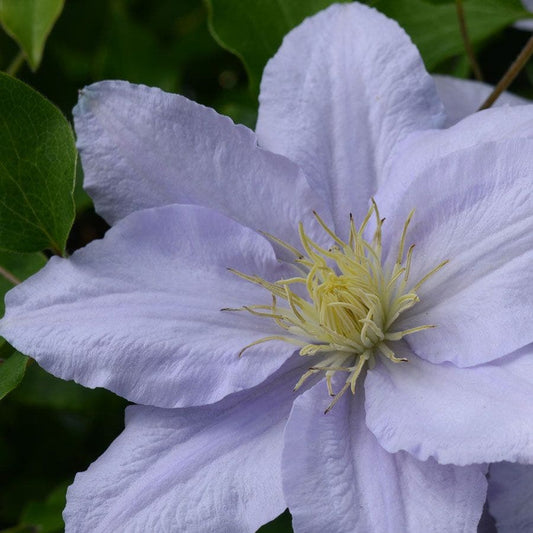 Clematis 'Chelsea'