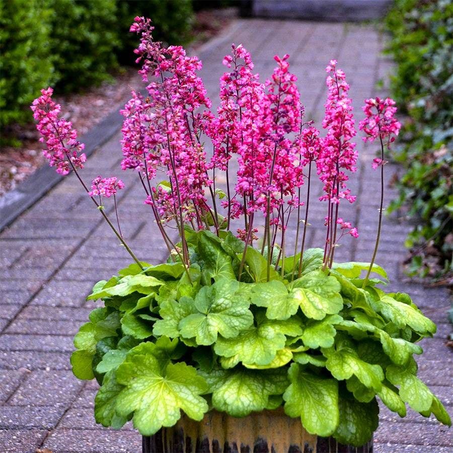 Heuchera 'Timeless Glow'
