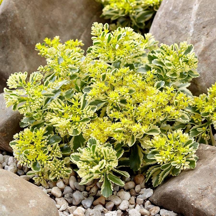 sedum atlantis succulent Sedum Atlantis™